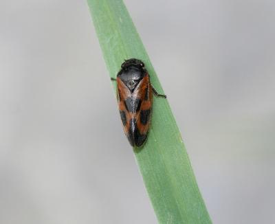  Haematoloma dorsata (Ahrens, 1812)