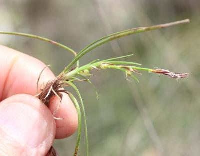 Laîche humble Carex humilis Leyss., 1758