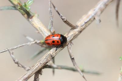  Gonioctena variabilis (Olivier, 1790)