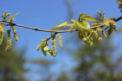 Mûrier blanc Morus alba L., 1753