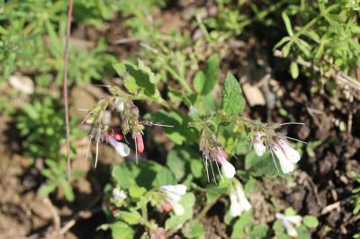  Symphytum grandiflorum DC., 1846
