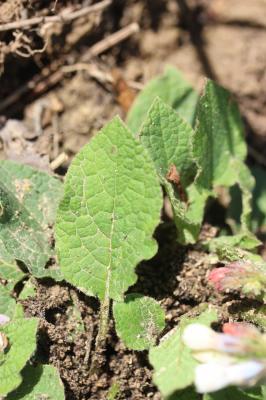  Symphytum grandiflorum DC., 1846