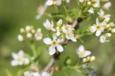 Bois de Sainte-Lucie, Prunier de Sainte-Lucie, Ama Prunus mahaleb L., 1753