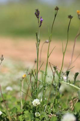 Linaire de Pélissier Linaria pelisseriana (L.) Mill., 1768