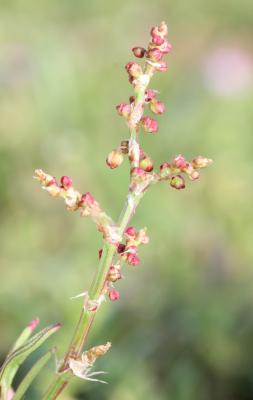 Petite oseille, Oseille des brebis Rumex acetosella L., 1753