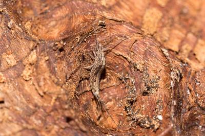  Machilidae 