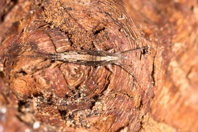  Machilidae 