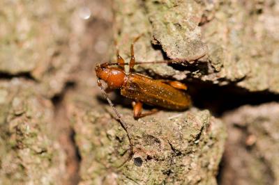  Phymatodes testaceus (Linnaeus, 1758)