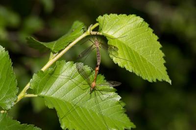  Tipula bezzii Mannheims & Theowald, 1959