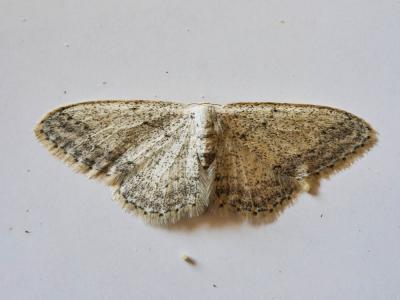 Vieillie (La) , Voisine (La) Idaea seriata (Schrank, 1802)