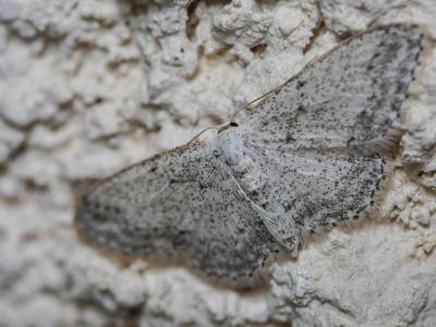 Vieillie (La) , Voisine (La) Idaea seriata (Schrank, 1802)