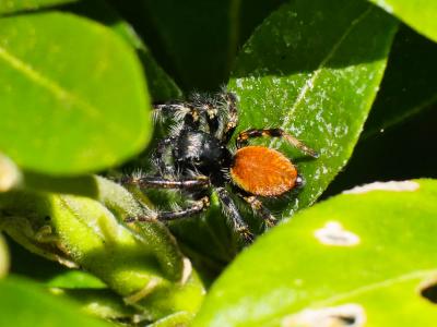  Carrhotus xanthogramma (Latreille, 1819)