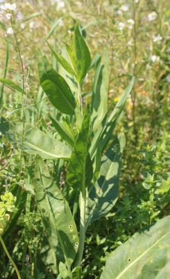 Passerage à feuilles larges, Grande Passerage Lepidium latifolium L., 1753
