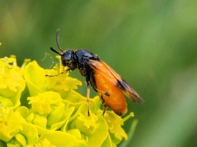  Arge cyanocrocea (Förster, 1771)