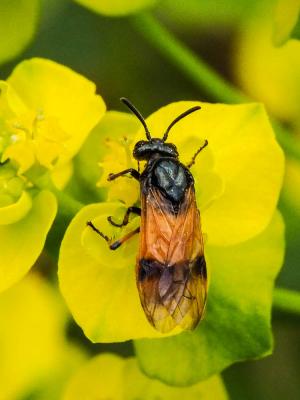  Arge cyanocrocea (Förster, 1771)