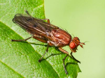  Tetanocera ferruginea Fallén, 1820