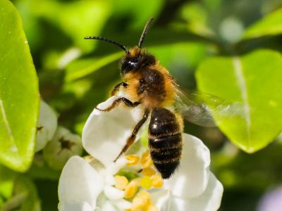  Andrena nigroaenea (Kirby, 1802)