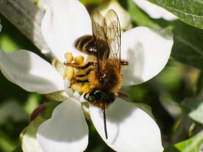  Andrena nigroaenea (Kirby, 1802)