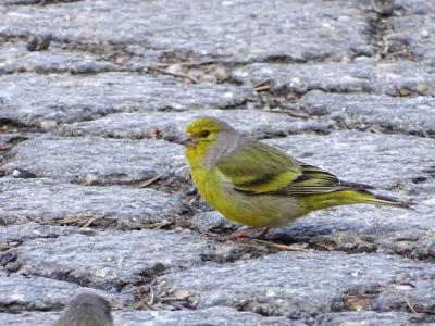 Venturon montagnard Carduelis citrinella (Pallas, 1764)