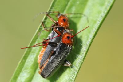  Cantharis annularis Ménétriés, 1836