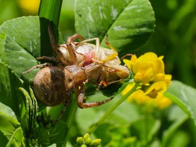 Xystique Xysticus 