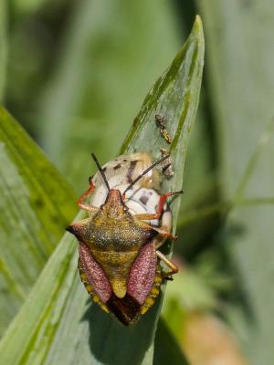  Carpocoris mediterraneus atlanticus Tamanini, 1959