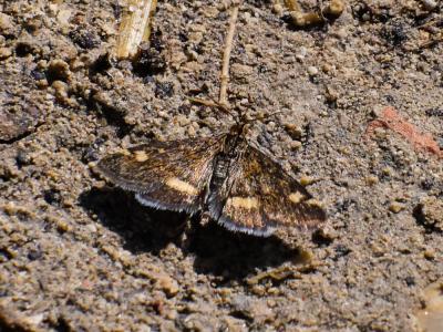  Pyrausta aurata (Scopoli, 1763)