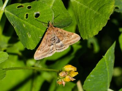  Pyrausta despicata (Scopoli, 1763)