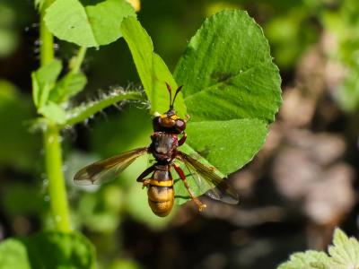  Conops vesicularis Linnaeus, 1760