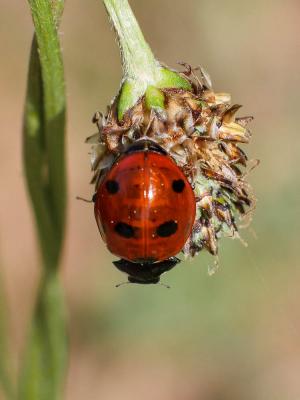  Coccinella septempunctata septempunctata Linnaeus, 1758