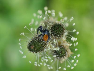  Carrhotus xanthogramma (Latreille, 1819)