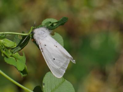 Ecaille tigrée (L') Spilosoma lubricipeda (Linnaeus, 1758)