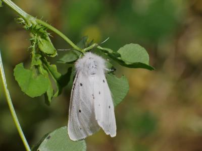 Ecaille tigrée (L') Spilosoma lubricipeda (Linnaeus, 1758)