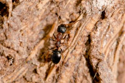  Dolichoderus quadripunctatus (Linnaeus, 1771)