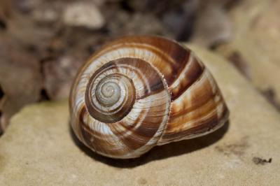 Escargot turc Helix lucorum Linnaeus, 1758