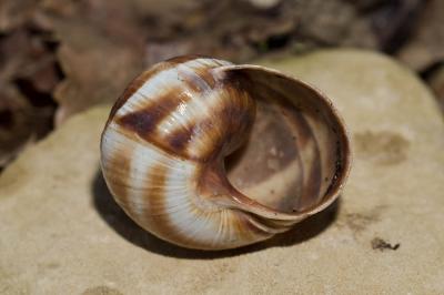 Escargot turc Helix lucorum Linnaeus, 1758