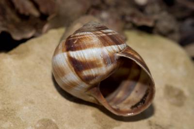 Escargot turc Helix lucorum Linnaeus, 1758