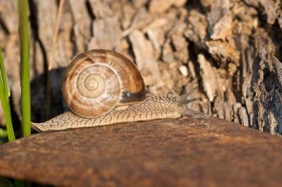 Escargot turc Helix lucorum Linnaeus, 1758