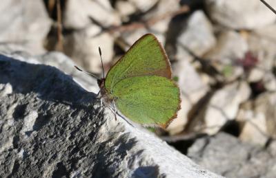 Thécla de l'Arbousier (La) Callophrys avis Chapman, 1909
