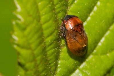  Penthimia nigra (Goeze, 1778)