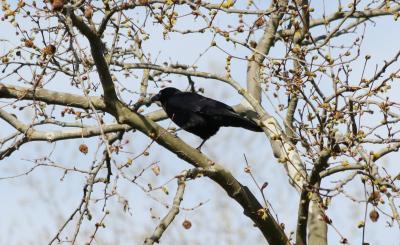 Corneille noire Corvus corone Linnaeus, 1758