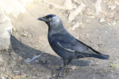 Choucas des tours Corvus monedula Linnaeus, 1758