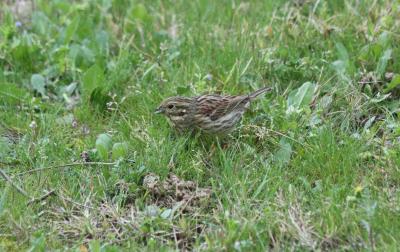 Bruant zizi Emberiza cirlus Linnaeus, 1758