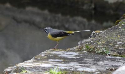 Bergeronnette des ruisseaux Motacilla cinerea Tunstall, 1771