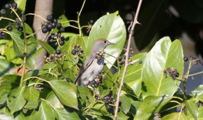 Fauvette à tête noire Sylvia atricapilla (Linnaeus, 1758)