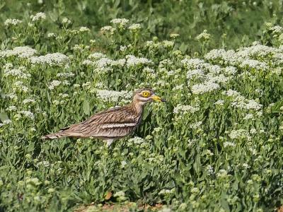 Oedicnème criard Burhinus oedicnemus (Linnaeus, 1758)