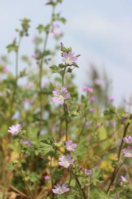 Lavatère de Crète Malva multiflora (Cav.) Soldano