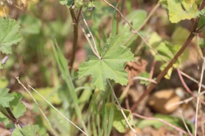 Lavatère de Crète Malva multiflora (Cav.) Soldano