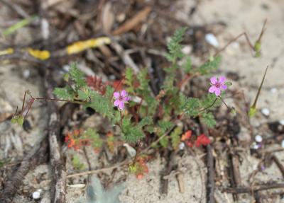 Bec-de-grue poilu Erodium cicutarium subsp. bipinnatum (Cav.) Tourlet, 1907