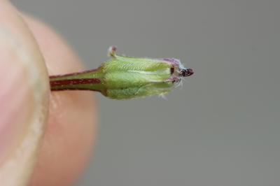 Bec-de-grue poilu Erodium cicutarium subsp. bipinnatum (Cav.) Tourlet, 1907